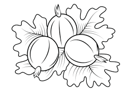 Coloring three gooseberries on leaves
